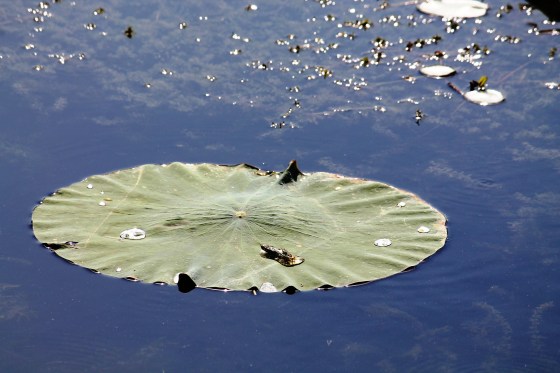 ಆಧ್ಯಾತ್ಮಿಕ ನಾಸ್ತಿಕತೆ
