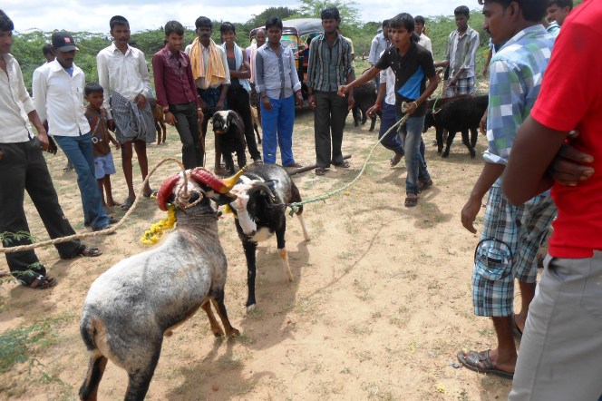 folk games in Yugadi (3)